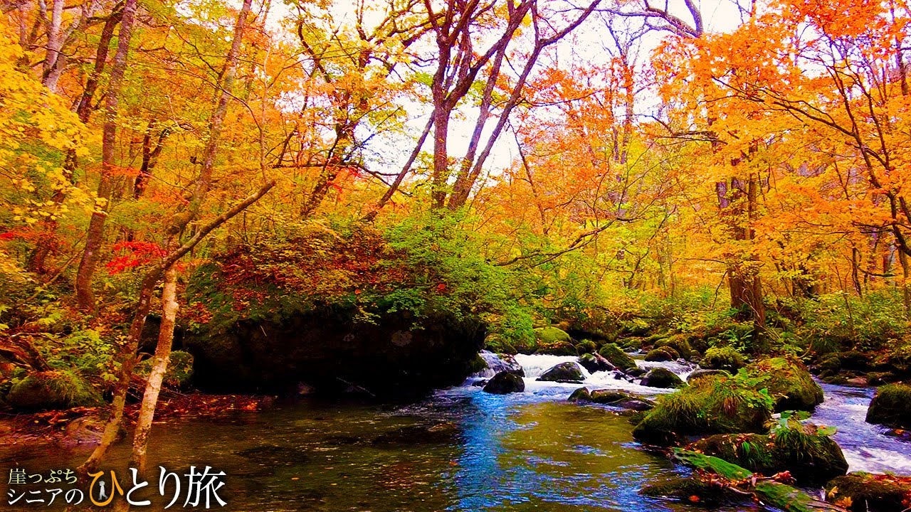 【シニアひとり旅】紅葉の奥入瀬渓流(2025)を歩く🍁 in青森｜崖っぷちシニアひとり旅 vol.5｜十和田湖・十和田食堂：青森県