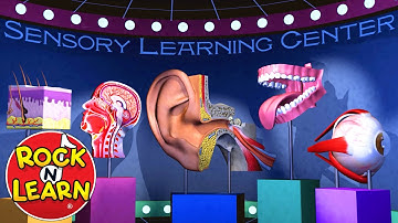 The Five Senses for Kids | Sight, Taste, Smell, Hearing, and Touch