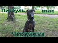 Питбуль который спас Чихуахуа