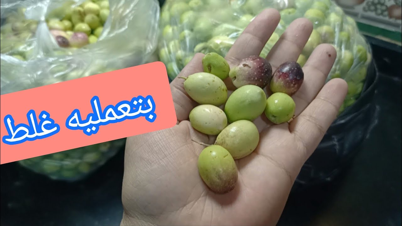 طول عمرنا بنعمله غلط🤔تخليل الزيتون العجيزى أو العزيزى بدون مرارة لآخر حبه وهتفتحى عليه بعد خمس أيام👌