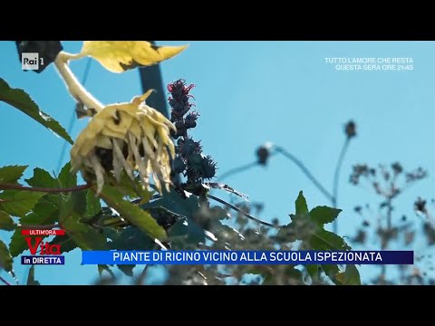 Ricin, plants found near where Gianni Di Vita's cousin teaches - Vita in Diretta 10/20/2026