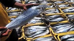 Pengolahan Bakso Ikan Tongkol - Durasi: 7.16. Pengolahan Bakso Ikan Tongkol - Durasi: 7.16.