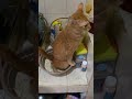 Kucing ngga ada akhlak   meme hewan lucu short