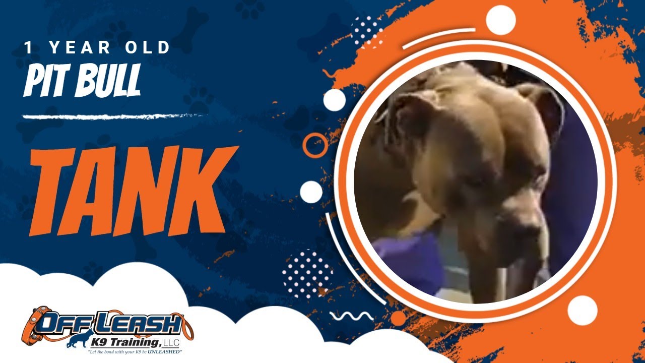 "Tank" 1-yr old pit bull, Best Pit Bull Trainers Rochester, NY Best Dog Trainers Rochester NY