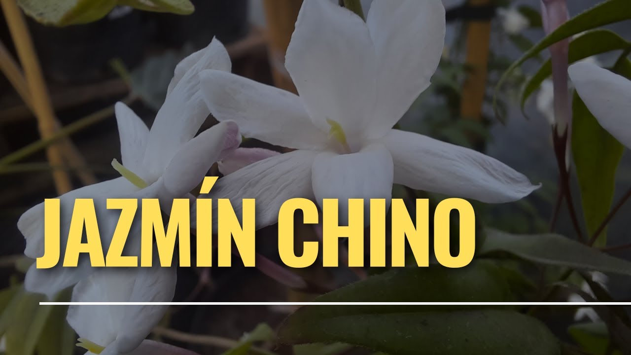 ENREDADERA FRAGANTE: JAZMÍN CHINO ó Jasminum polyanthum. (flores perfumadas)