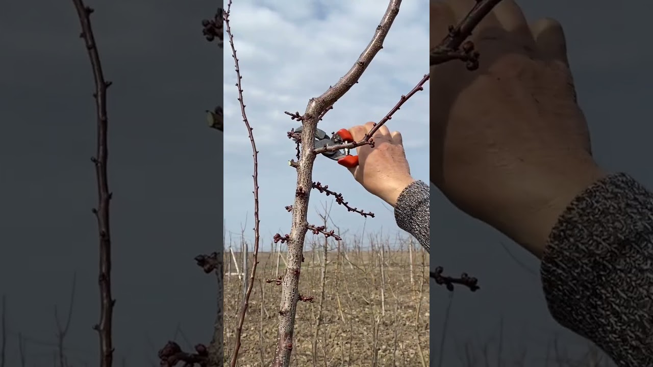 Обрізка абрикоса сорту Цунамі  чашоподібним типом,з циклічним заміщенням гілок