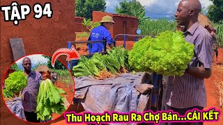 (Tập 94) Nông Nghiệp VIỆT NAM ở Châu Phi || Thu Hoạch Rau Siêu Khổng Lồ Ra Chợ Bán và Cái Kết ...