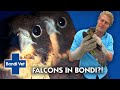 Not One but TWO Falcons in the Clinic! | Classic Clip | Bondi Vet