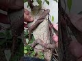 #bonsai #belajarbonsai #bonsaitree #winatabonsai