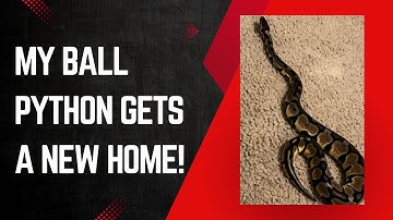 How I upgraded my ball python enclosure!😍🐍