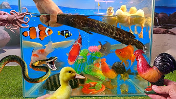Video tổng hợp cá cảnh đẹp, động vật dễ thương, cá sấu mỏ vịt, vịt con, cá vàng, cá rồng, cá koi