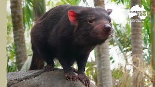 Tasmanian devil hide and seek! | Australia Zoo Life
