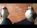 Hanging out with the kookaburras on the couch