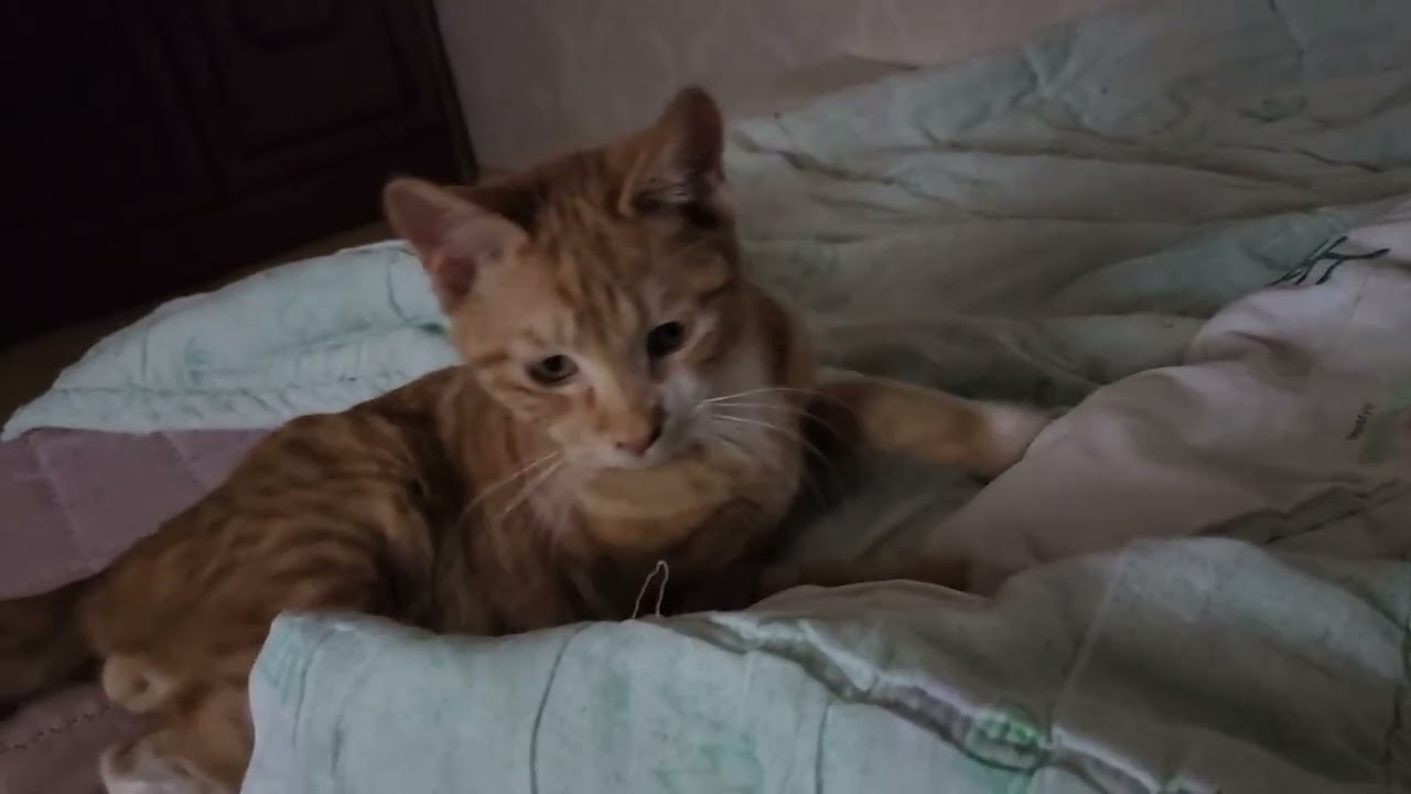 그래 어릴땐 그렇게 커는거야/치즈/막둥이