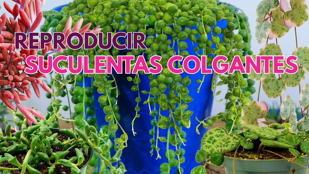 como reproducir suculentas colgantes DONSUCULENTO YouTube