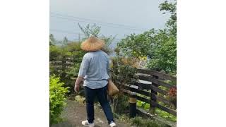 美加茶園