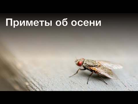 Приметы Осень, народные приметы