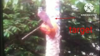 mikat trucukan Tampa MP3 dgn pulut lidi (@sibolangdaribatam727 #caramikatburung #trucukan