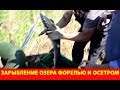 Зарыбление озера форелью и осетром