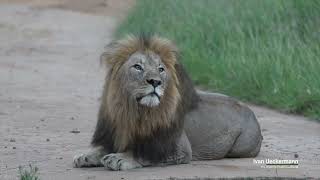 How to Film Male Lions in Africa: A Guide for Aspiring Wildlife Filmmakers- Dark Mane screenshot 3