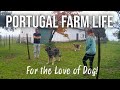 Fencing the farmhouse  portugal farm life