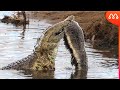 CROCODILO PEGA RATEL DE JEITO