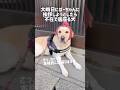 大晦日にばーちゃんに挨拶しようとしたら不在で居座る犬★#shorts #labradorretriever #ラブラドールレトリバー #可愛い #癒し #大型犬 #年末