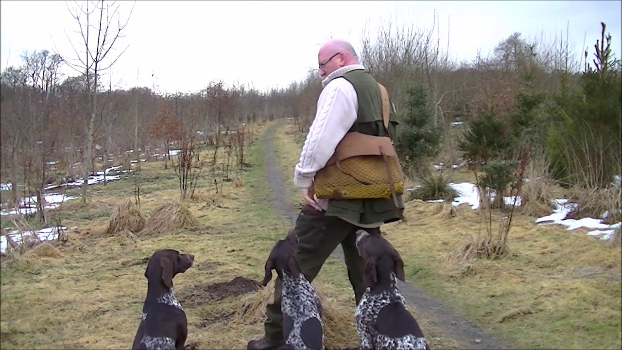 Gundog Training, Memory with stop and recall and send back on whistle ...