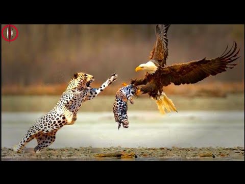 Βίντεο: Μαγευτικό γεράκι: κυνηγετικό πουλί