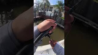 Using LIVE SHRIMP for DINNER! 🍽️🔥✅ #fishing #fyp #drum #redfish