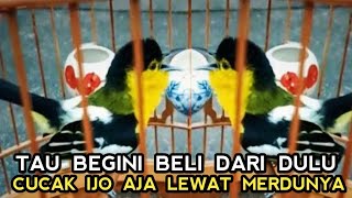 DILUAR AKAL KITA HARGA 20'RB SUARANYA MERDU CAK IJO AJA LEWAT!!!