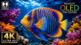 Aquarium of Nature - Ocean - MAJESTIC OLED HDR Test – Tropical Fish 4K Ultra HD | Calming Music