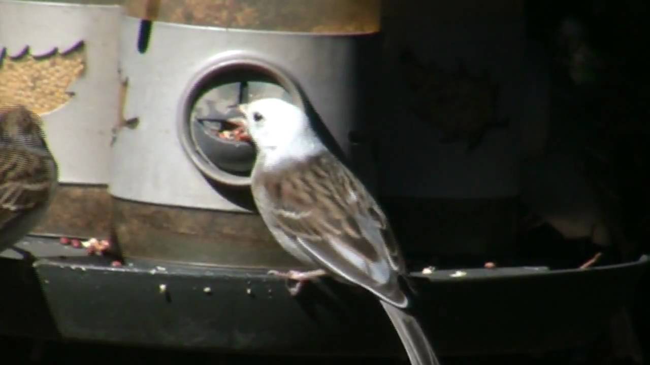 Leucistic White Head Sparrow YouTube