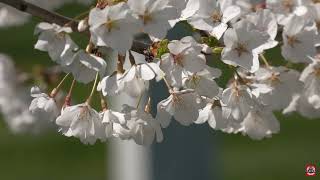 Spring Blooms at Arlington National Cemetery