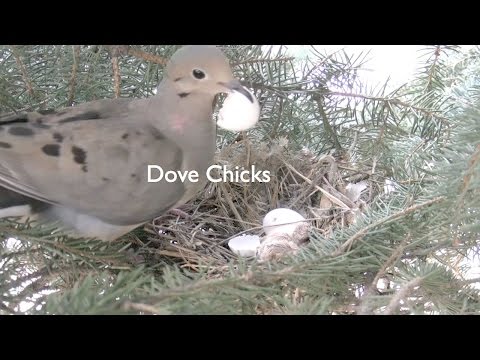 Video: Vzdajú sa smútočné holubice vajíčka?