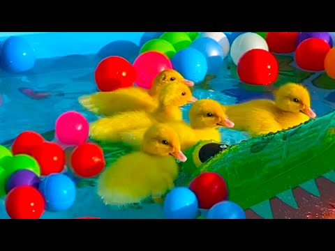 Ducklings in the