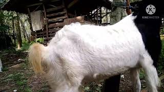 3 CIRI CIRI KAMBING BIRAHI