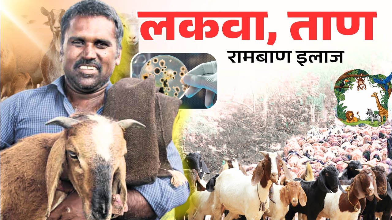 भेड़ बकरियों में लकवा रोग का जबरदस्त इलाज / भारत की नंबर वन दवाई/ 100% रिजल्ट/sheep goat 