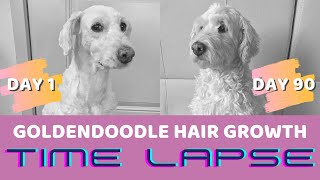 Goldendoodle Hair Growth Time Lapse Over 90 Days Youtube
