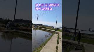 이#논도 #금싸라기 땅 되겠네요#이미 #기회가 없겠죠? #좋은#정보노력 #구독₩좋아요바랍니다