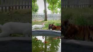 Famous Bunny & Tiger Cubs 😀 Net Worth