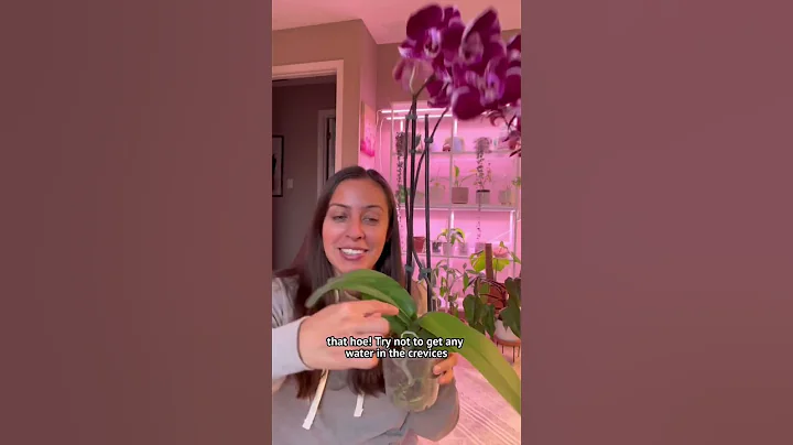 How I take care of my orchids  #orchidcare #plantcaretips #orchidblooms #loveplants