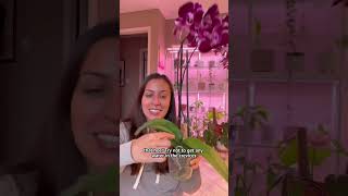 How I take care of my orchids #orchidcare #plantcaretips #orchidblooms #loveplants