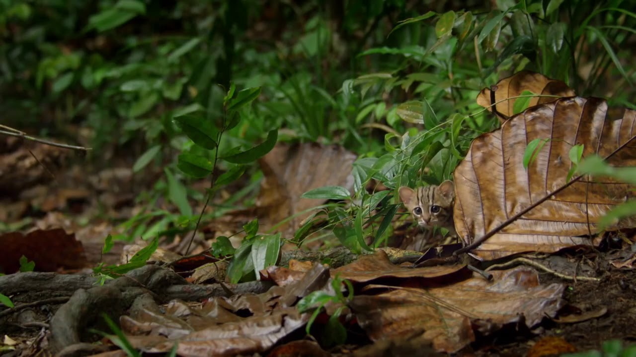 Самый маленький хищник. Smallest Cat bbc. A Rusty spotted Cat, the World's smallest Cat. World's smallest Cat. Самый маленький хищник 5