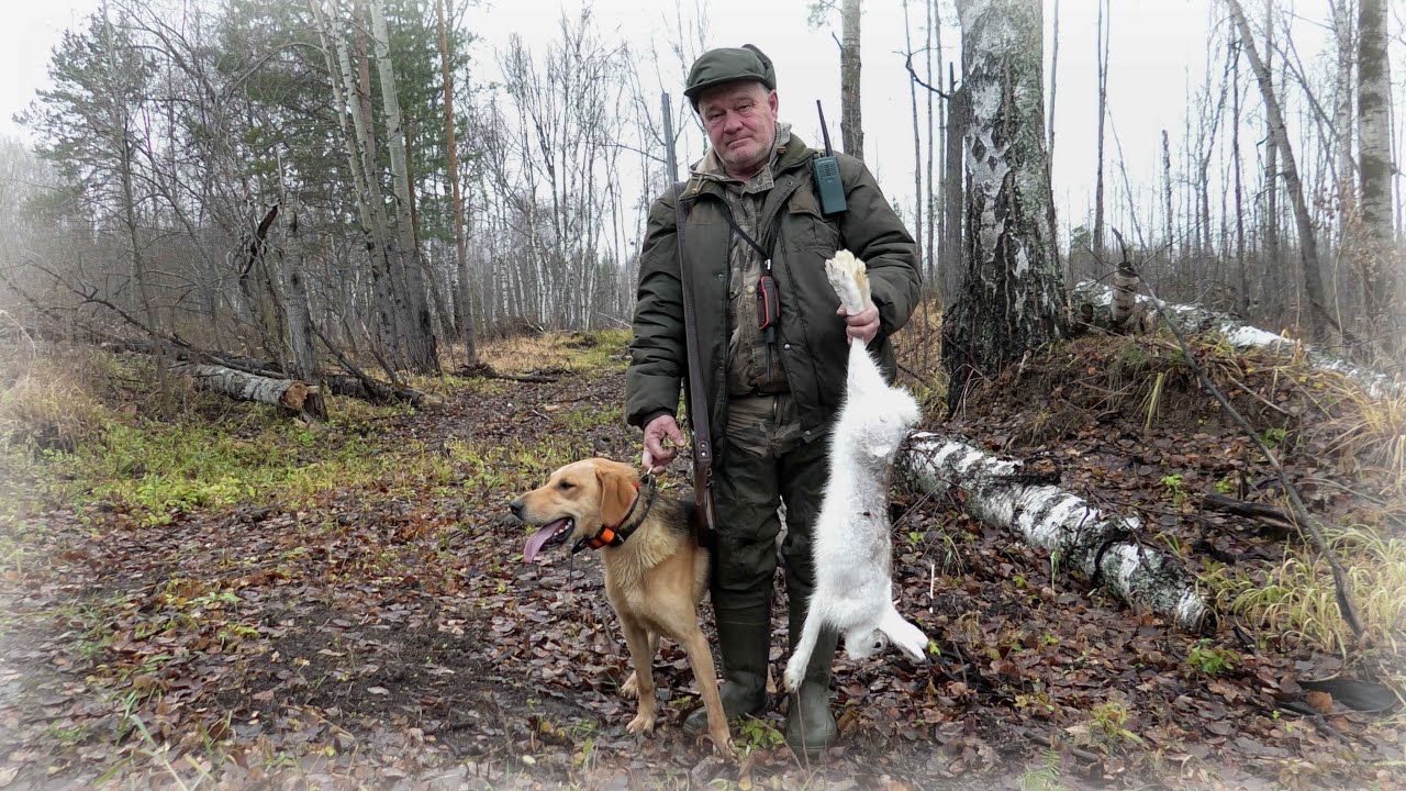 охота на зайцев с собакой