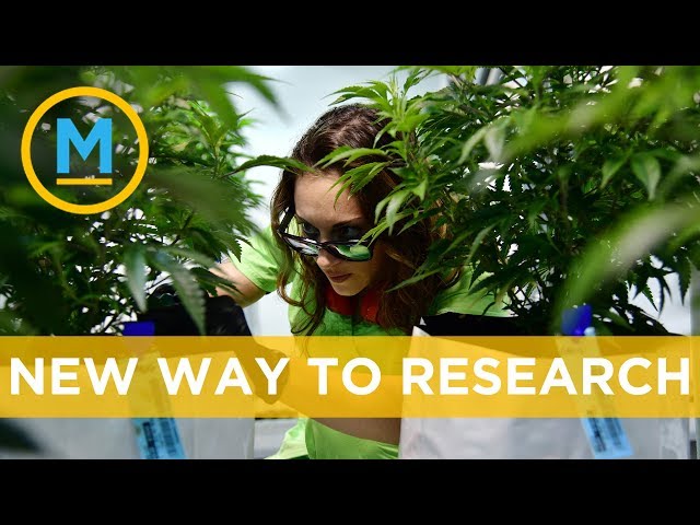 New research is exploring the role of cannabis in the future of medicine | Your Morning