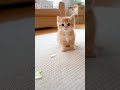 Kitten Blows a Balloon… And It Explodes Into Petals! 🎈🌸🐱