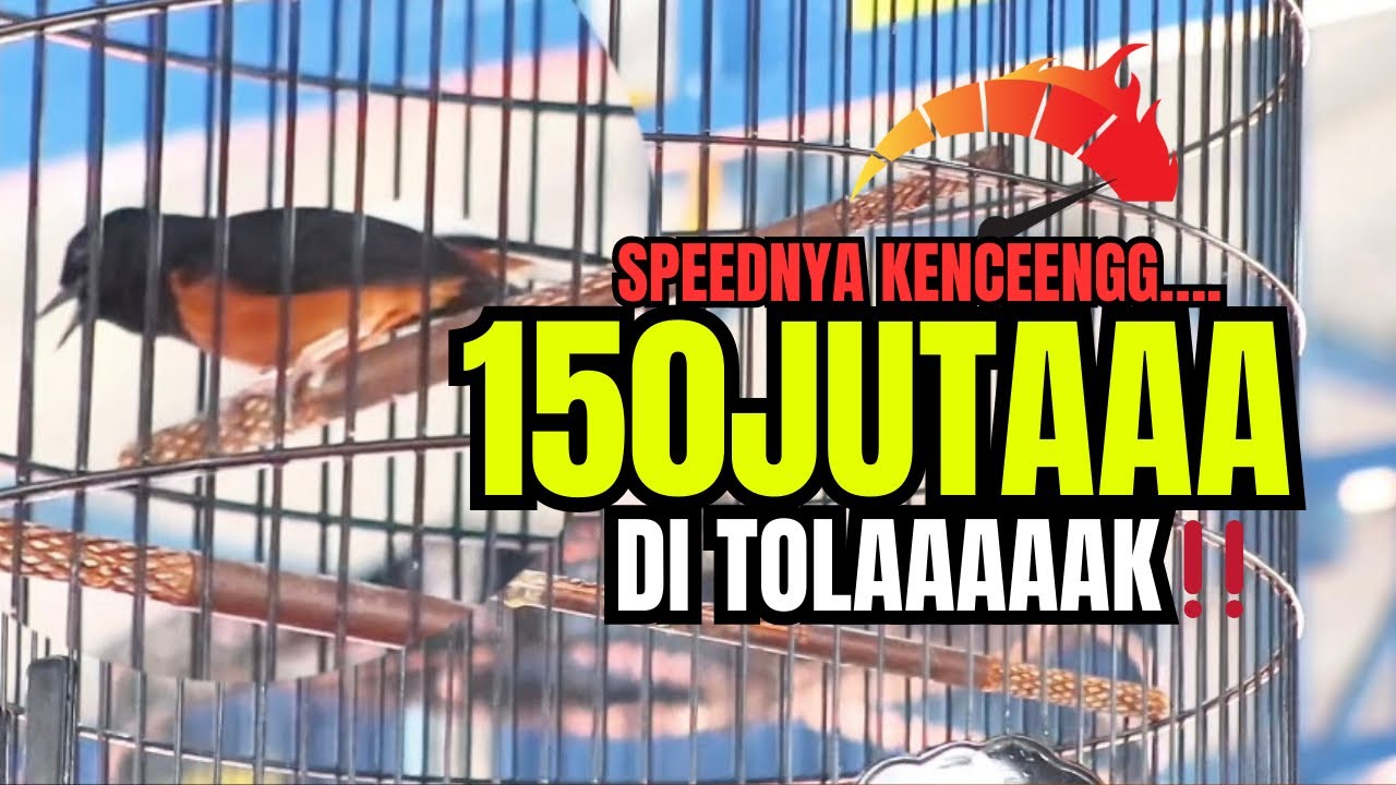 MUDAH HUTAN FULL SUJUD SATU TANGKRINGAN‼️ WAJIB KAWIN DULU SEBELUM MAIN 😱