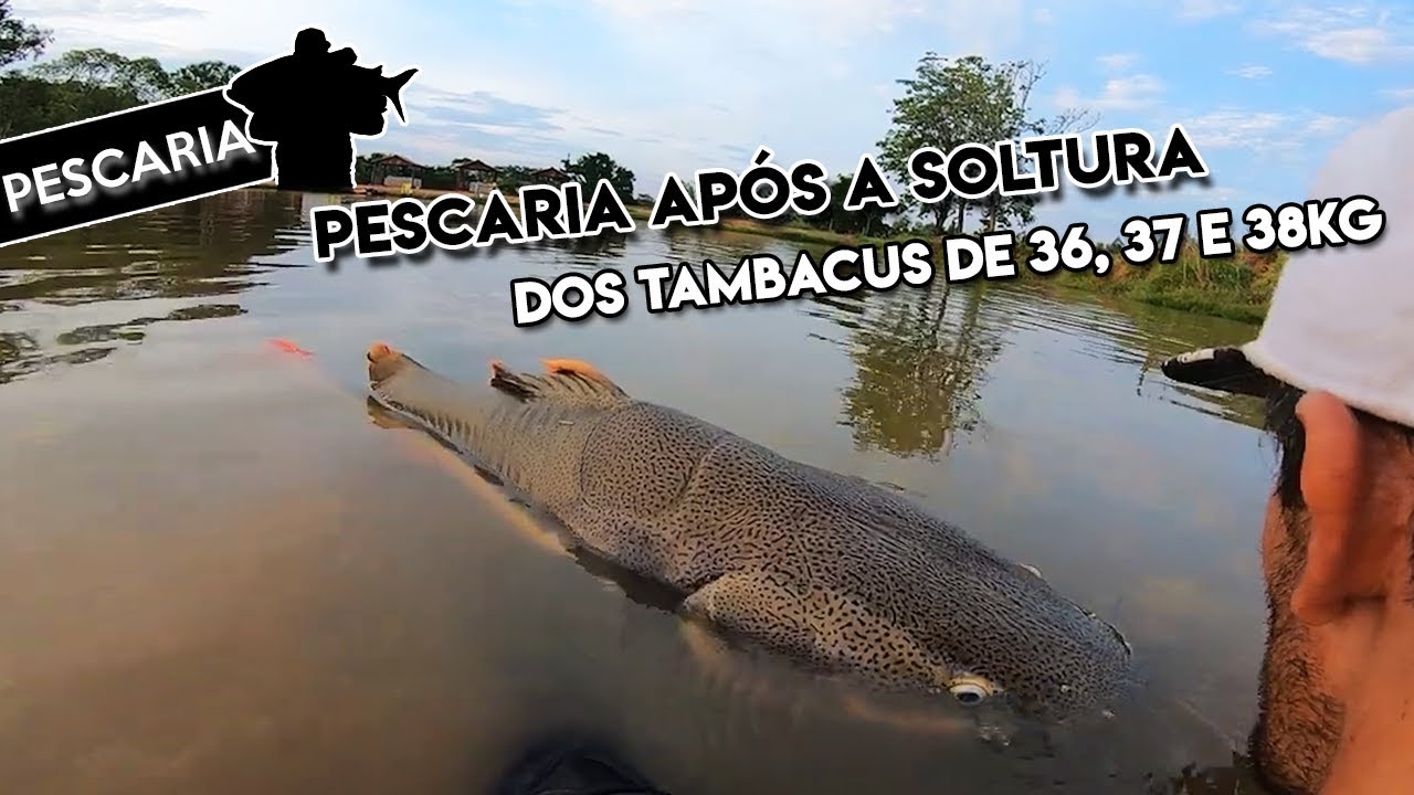 TESTANDO A *NEW PAMPO RED* NO PESQUEIRO STELLA! AMENTAL FISHING, ROTA FISHING & APERTA O PLAY