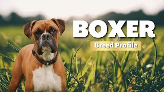 Boxer Breed Dogs 101: Is It the Right Dog for You Everything You Need To Know